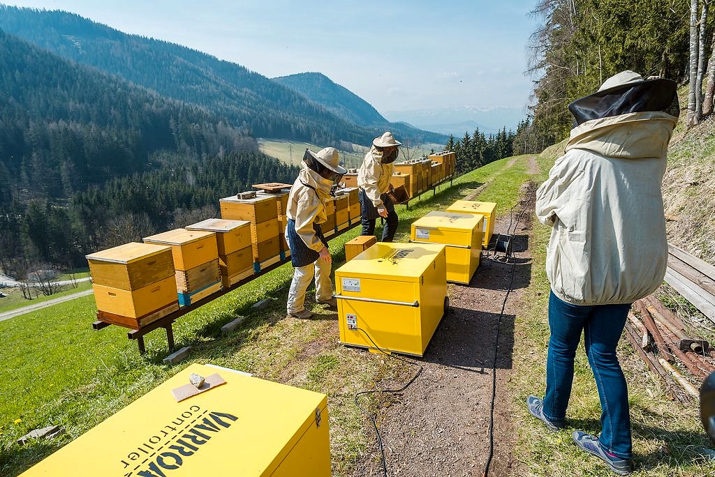 Jarné ošetrovanie včiel - workshop, včely - eventovy fotograf